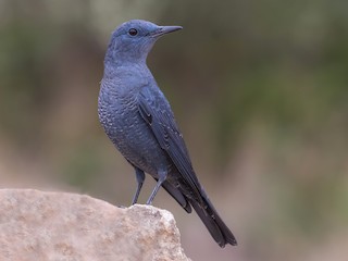  - Blue Rock-Thrush