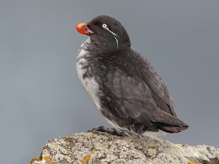  - Parakeet Auklet