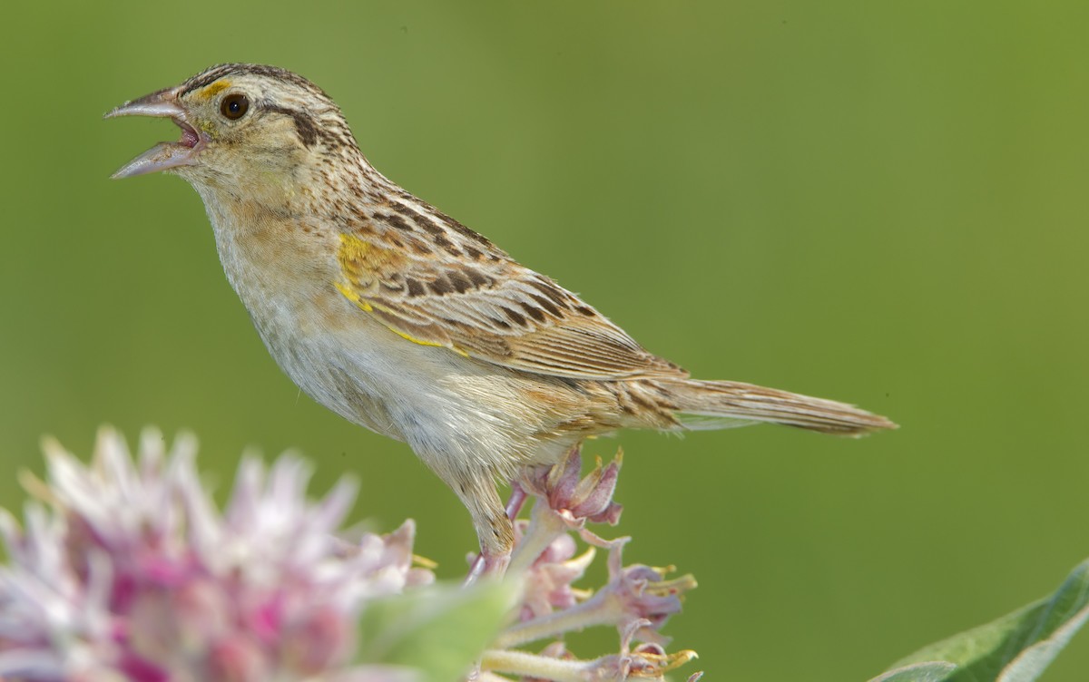 Grasshopper Sparrow - ML461458711