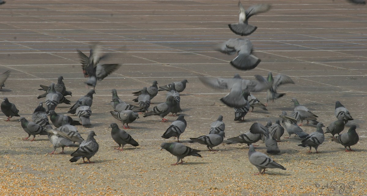 Rock Pigeon (Feral Pigeon) - Arlene Ripley