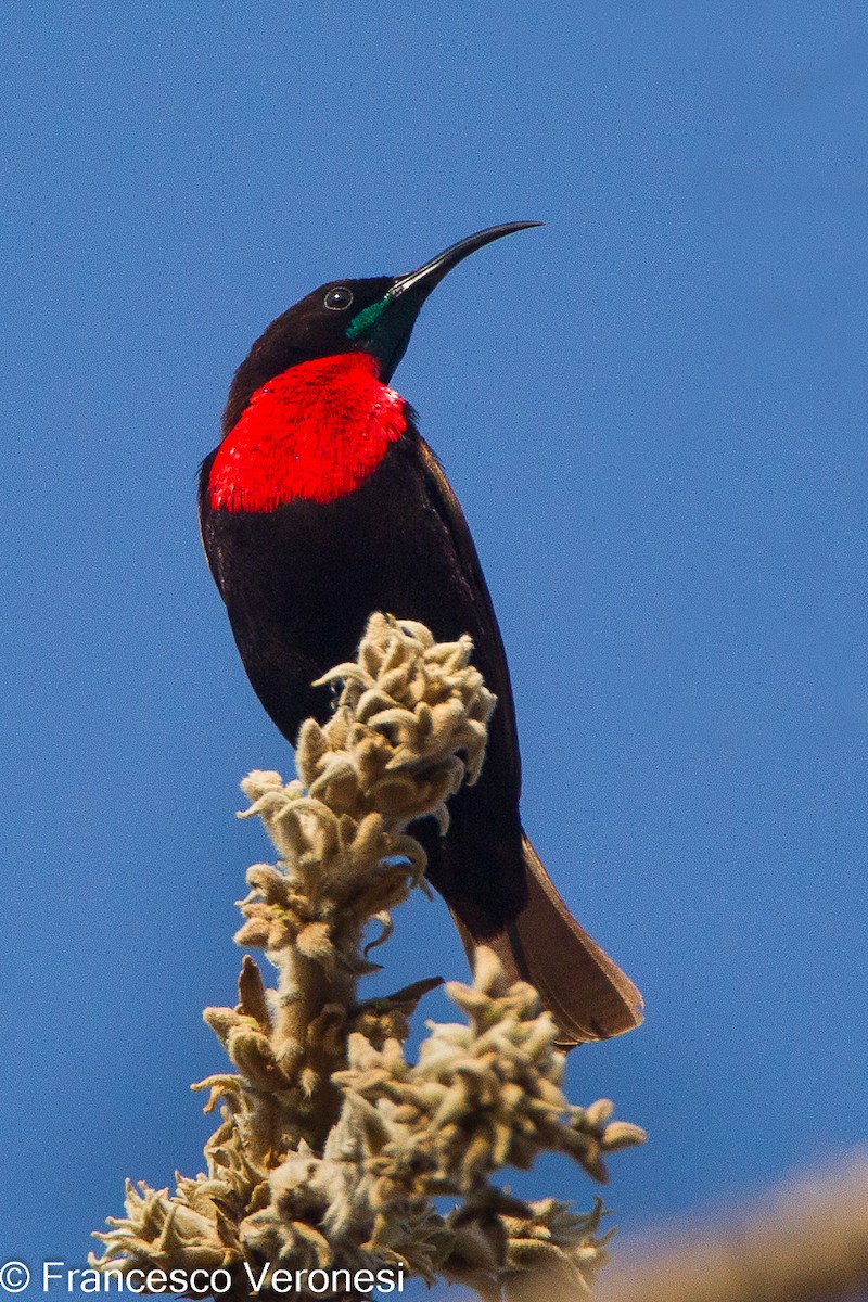 Scarlet-chested Sunbird - Francesco Veronesi