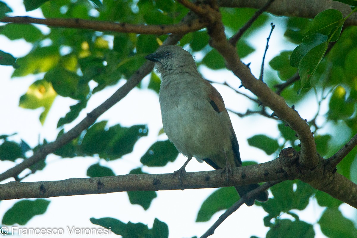 Southern Gray-headed Sparrow - ML461466481