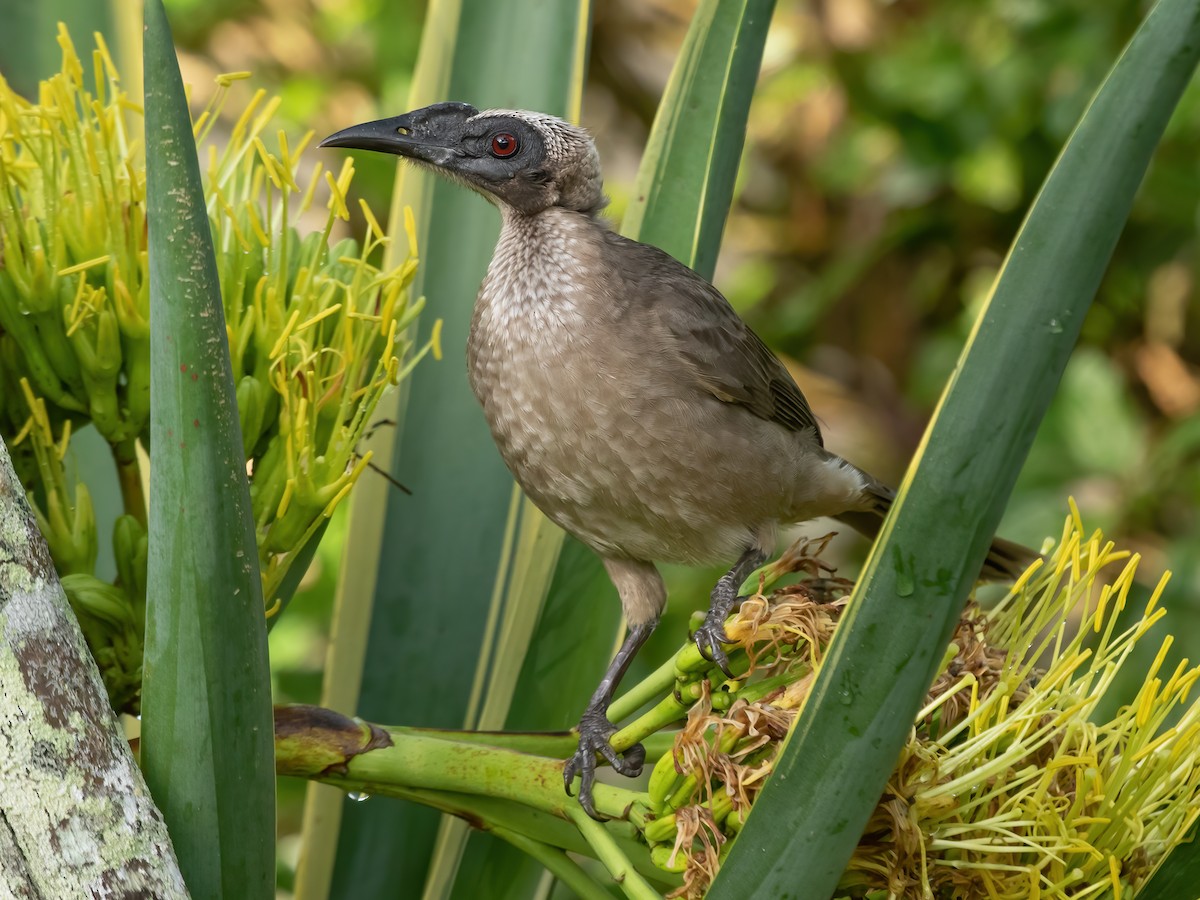 Helmeted Friarbird - Philemon buceroides - Birds of the World