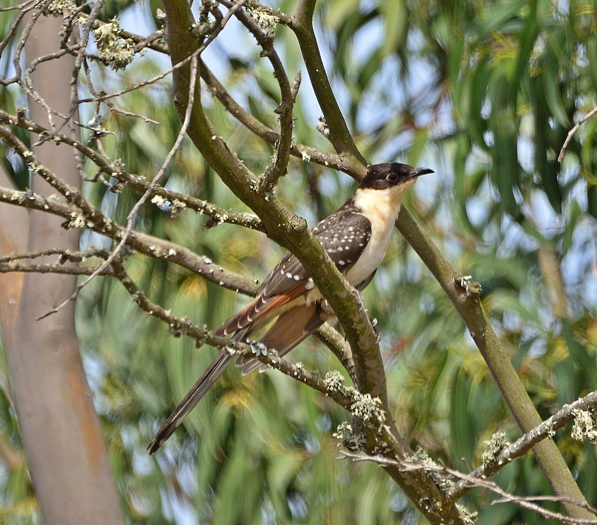 Great Spotted Cuckoo - ML461474901