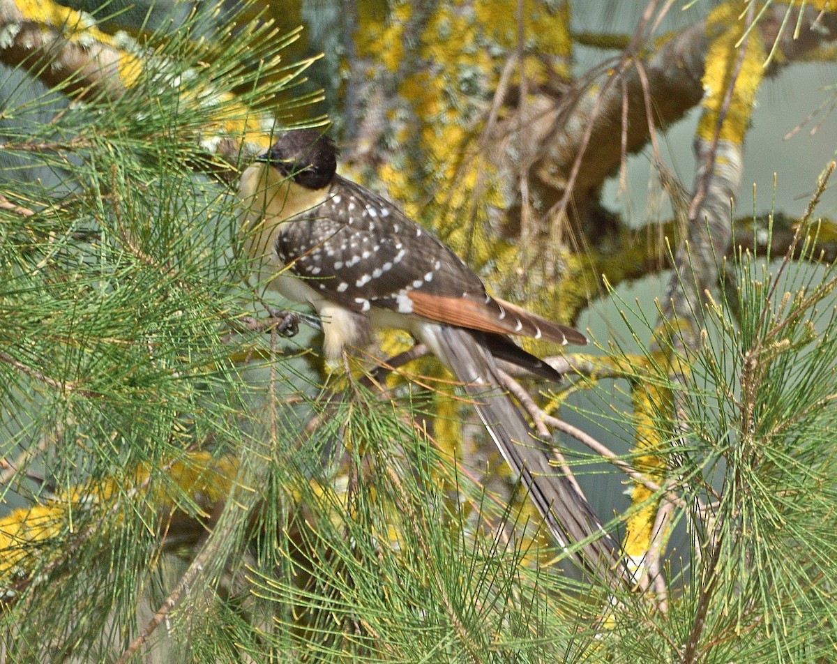 Great Spotted Cuckoo - ML461474921