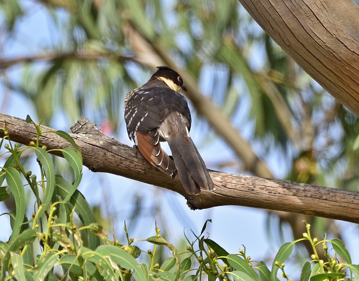Great Spotted Cuckoo - ML461474931
