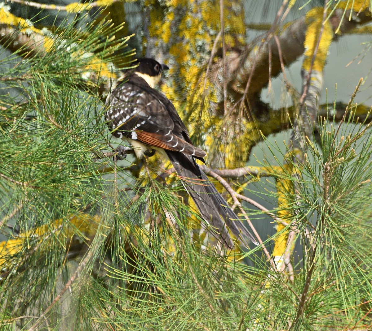 Great Spotted Cuckoo - ML461474951