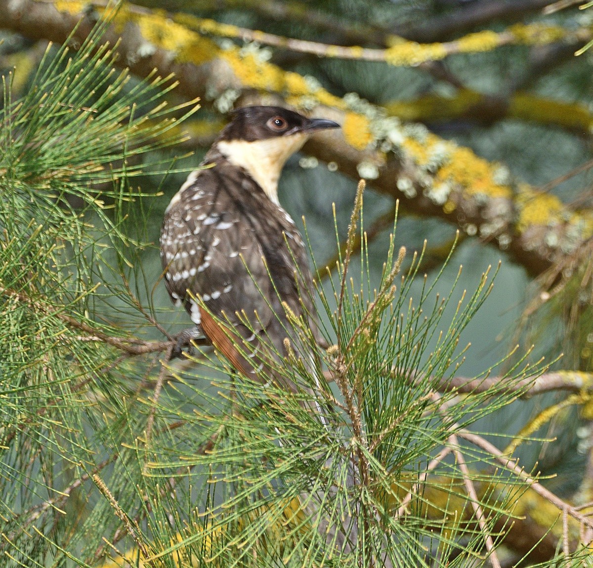 Great Spotted Cuckoo - ML461474961