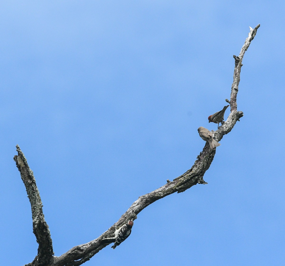 ml461475581-house-finch-macaulay-library