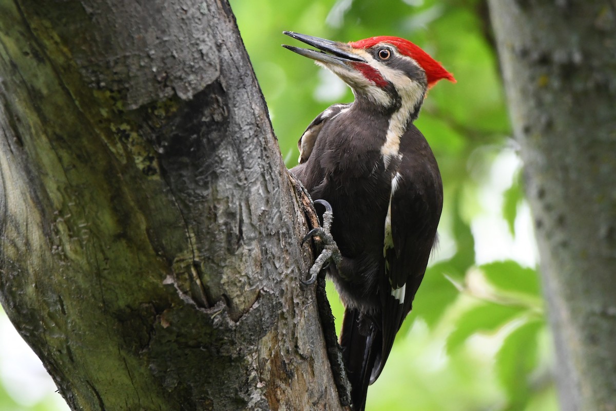 Pileated Woodpecker - Tim Meester