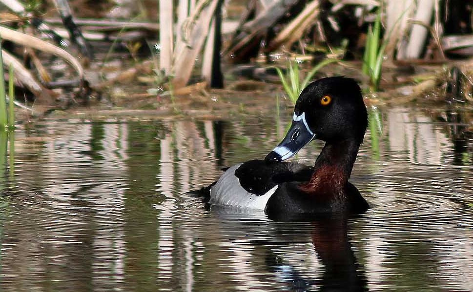 Ring-necked Duck - Yves Gauthier (Mtl)