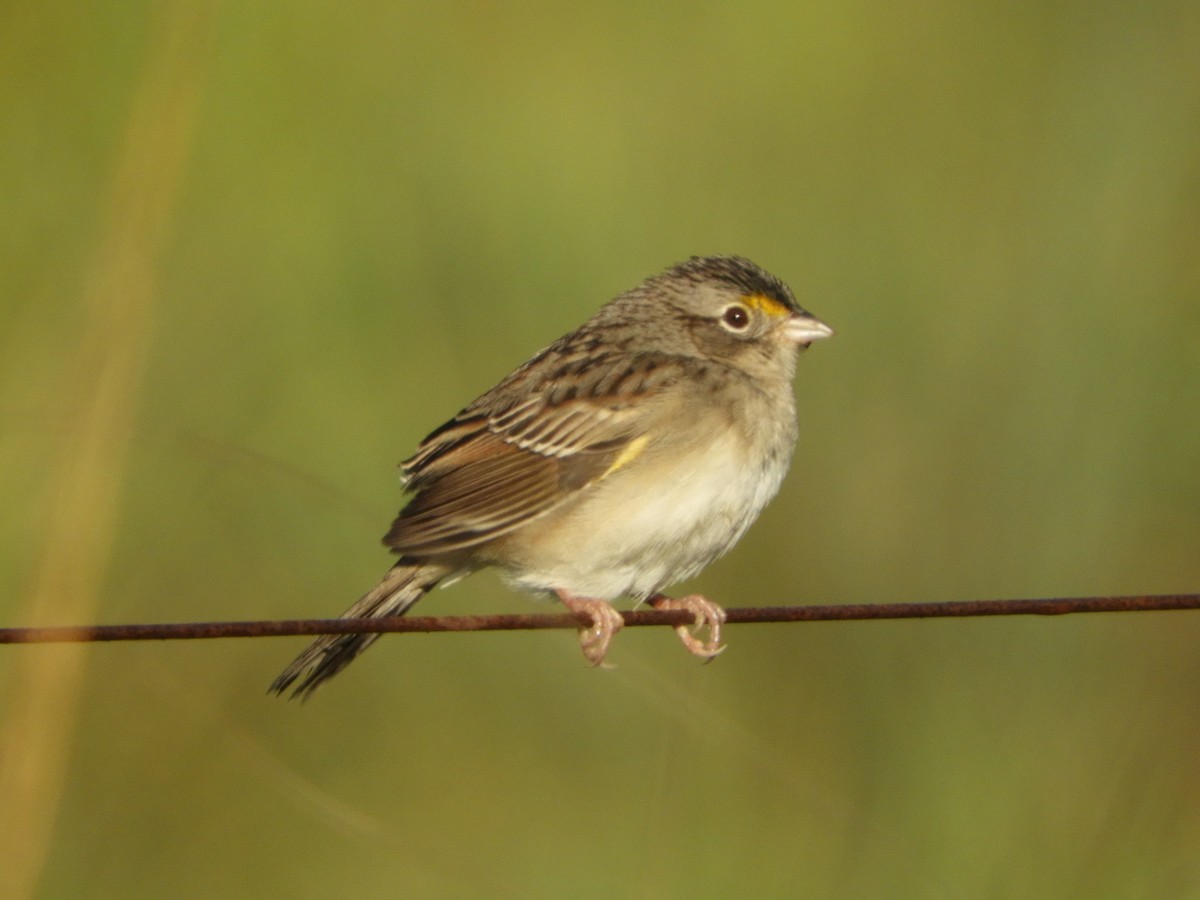 Grassland Sparrow - ML461480431