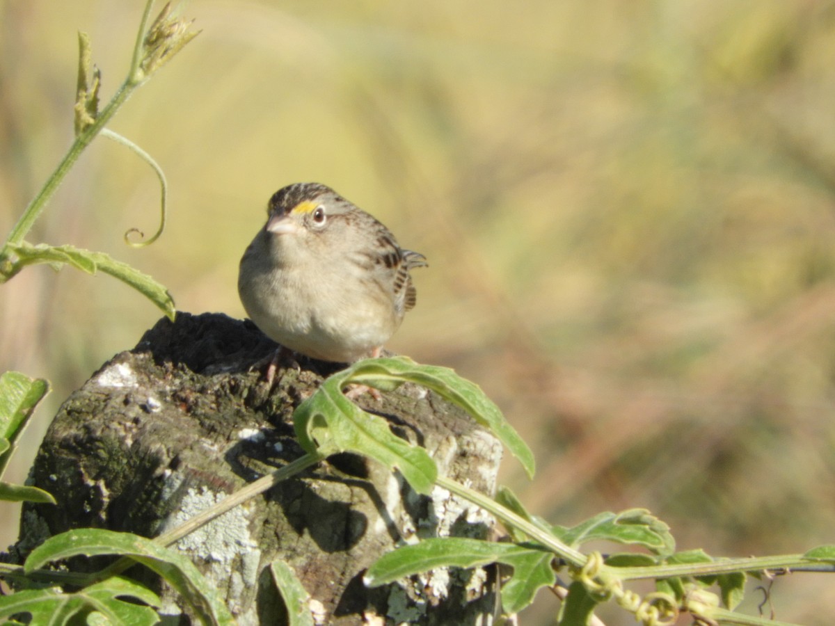 Grassland Sparrow - ML461480451