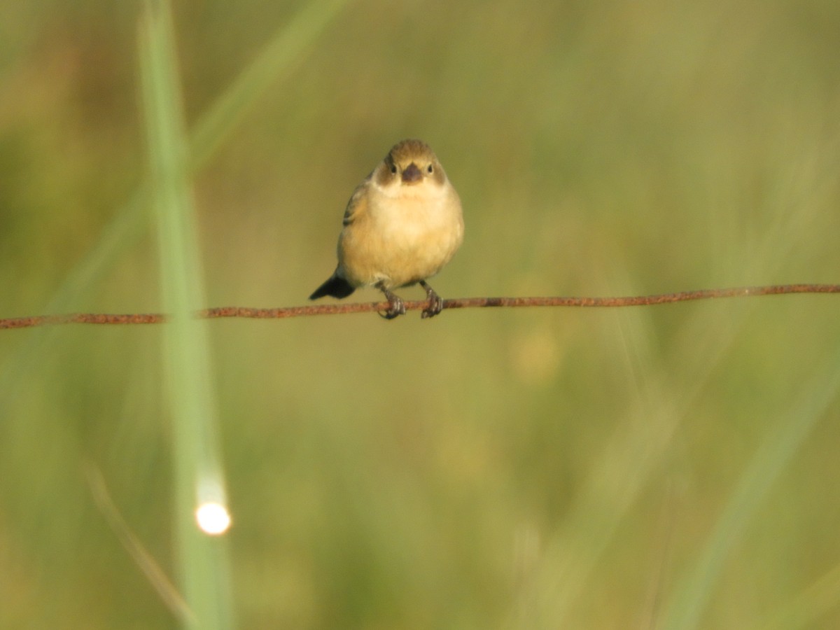 Double-collared Seedeater - ML461481641