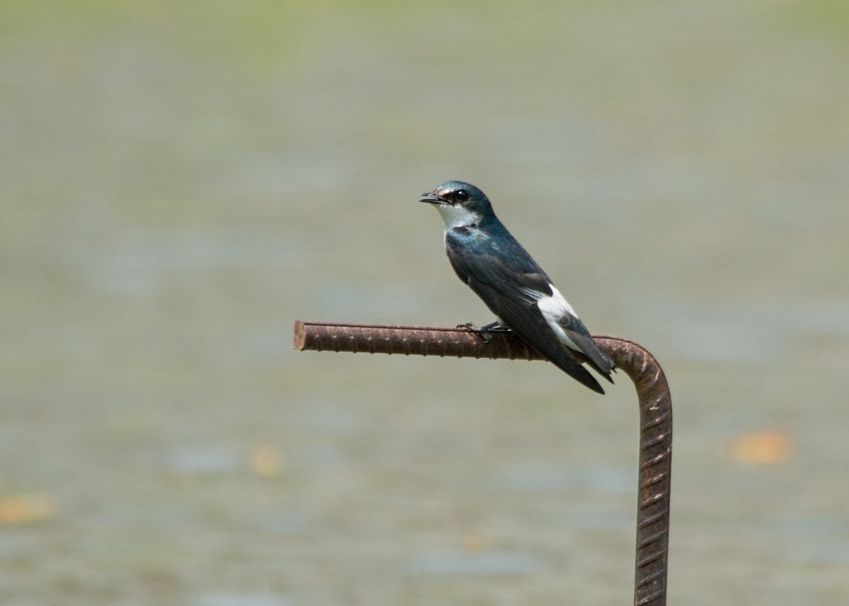 Mangrove Swallow - Tracy Patterson