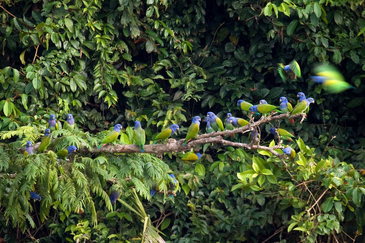 Blue-headed Parrot - Christopher Sloan