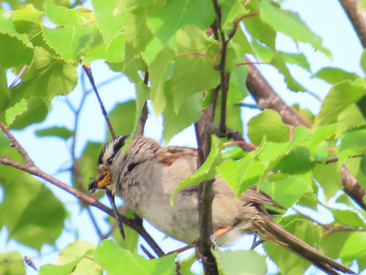 White-crowned Sparrow - ML461485761