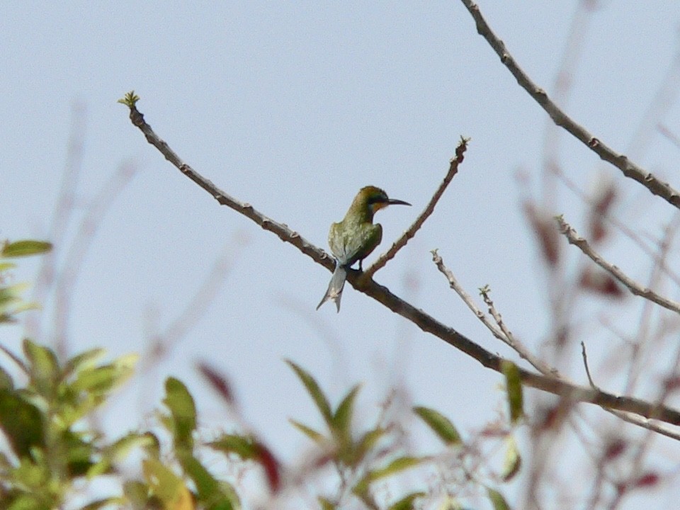 Swallow-tailed Bee-eater - ML461487501