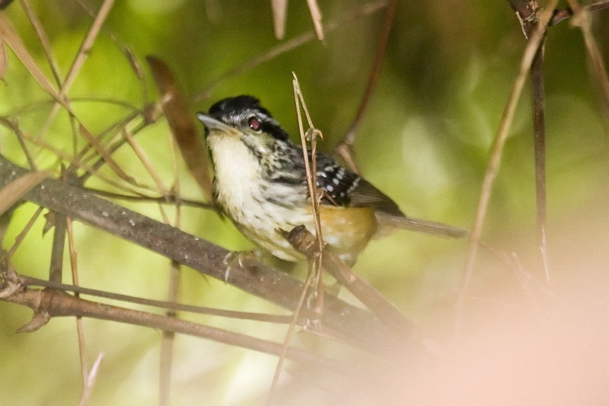 Yellow-breasted Warbling-Antbird - ML461488041