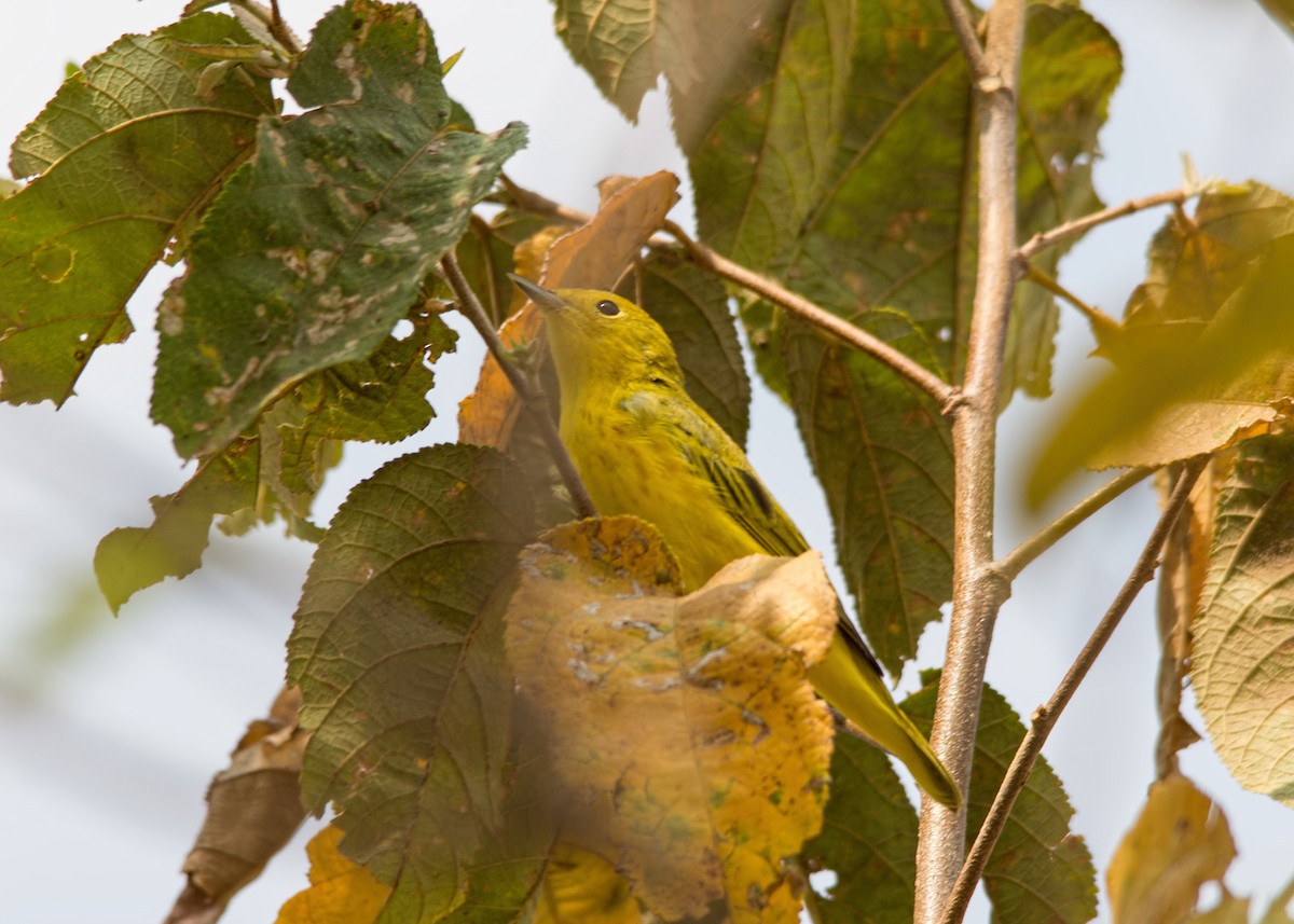Yellow Warbler - Tracy Patterson