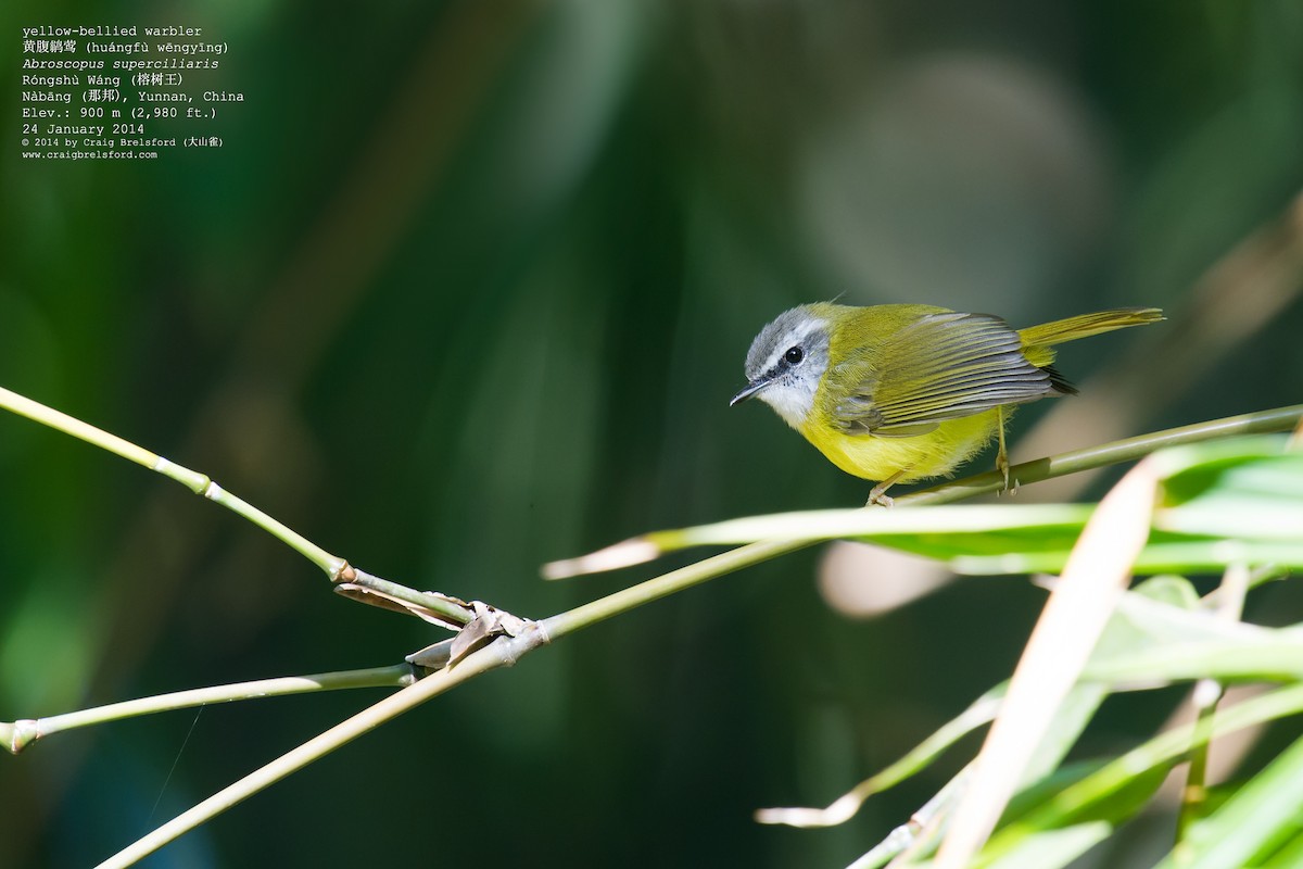 Yellow-bellied Warbler - ML46149071