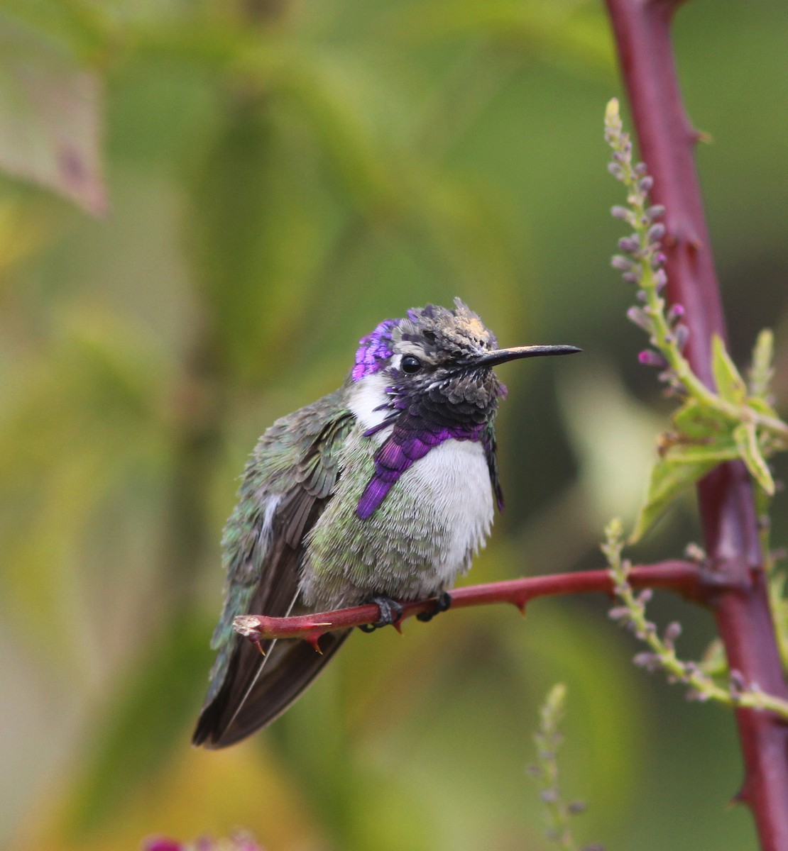 Costa's Hummingbird - ML461498971