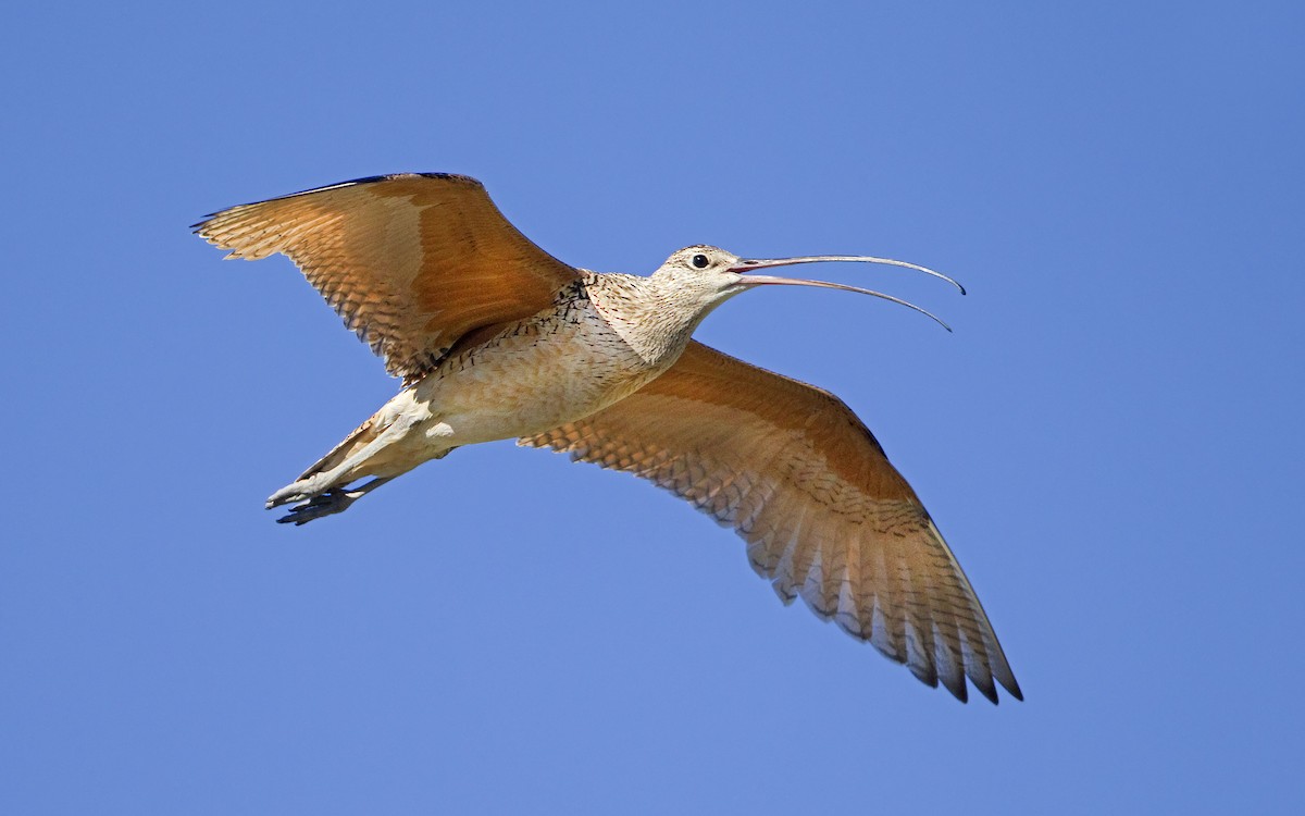 Long-billed Curlew - ML461506891