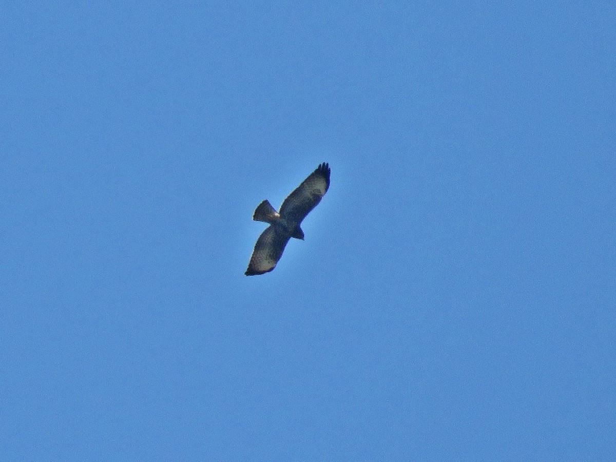 Short-tailed Hawk - ML461507381