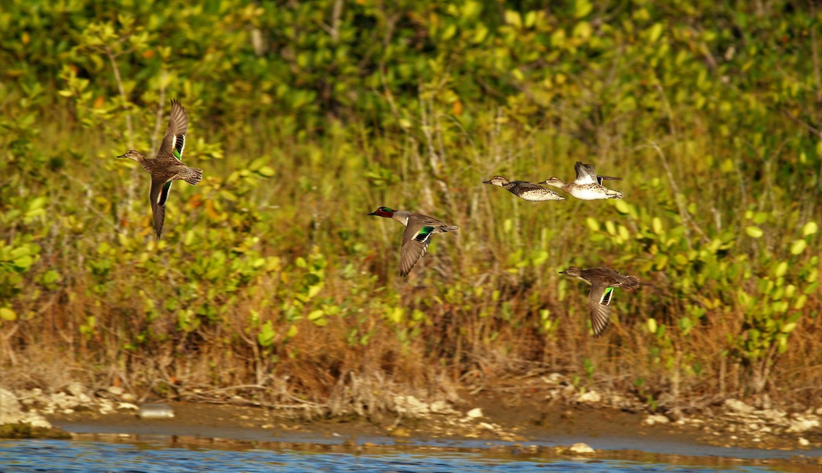 Green-winged Teal - ML46150871