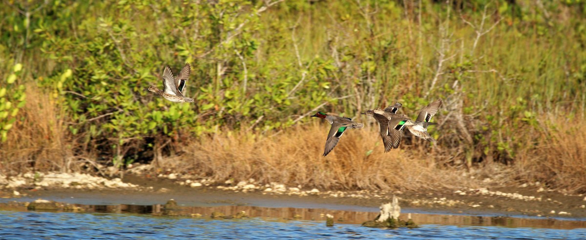 Green-winged Teal - ML46150891