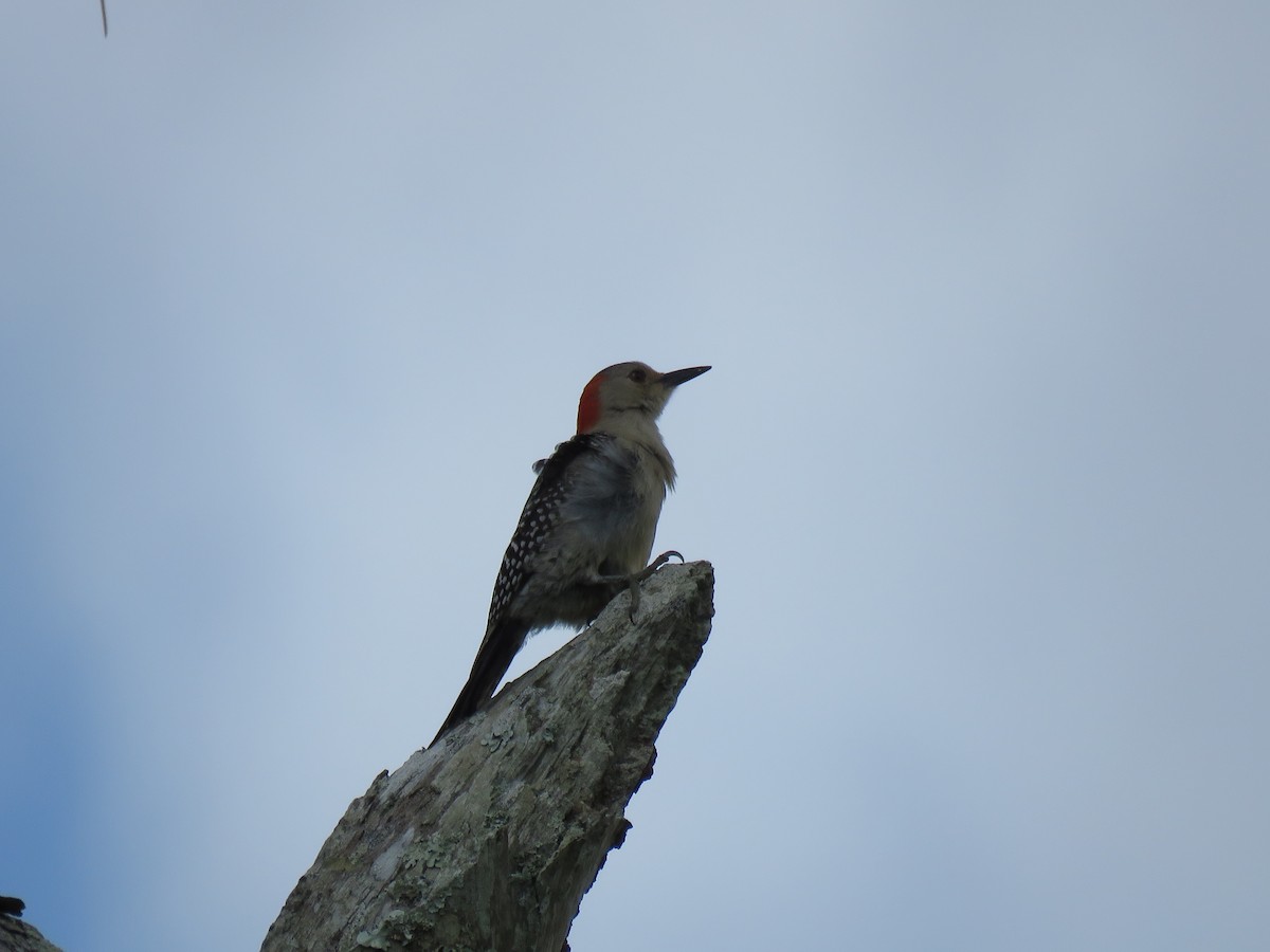 Red-bellied Woodpecker - Robin Potvin