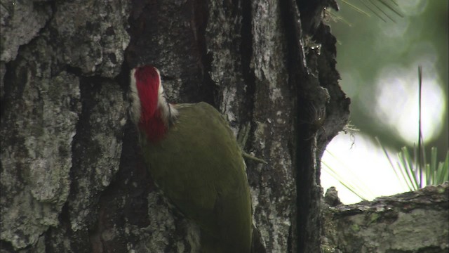 Cuban Green Woodpecker - ML461518