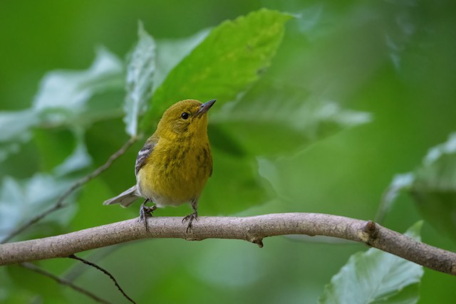 Pine Warbler