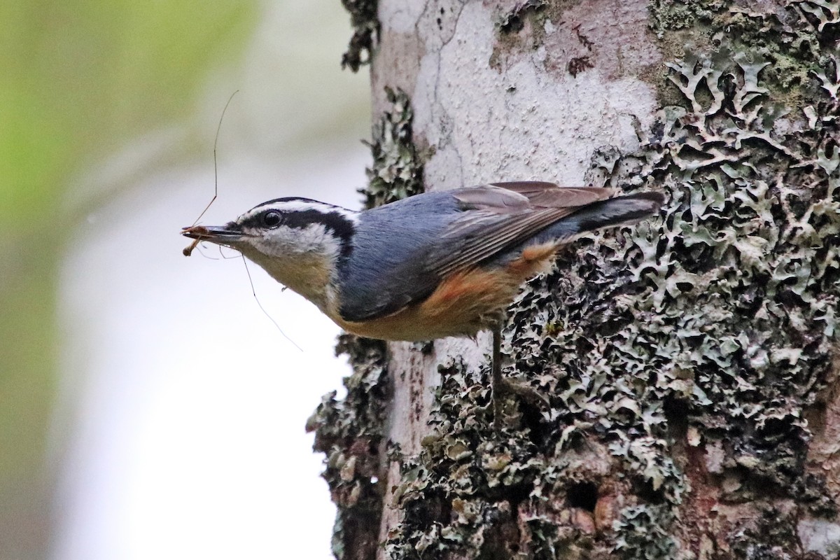 Red-breasted Nuthatch - ML461520381