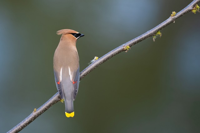 Cedar Waxwing