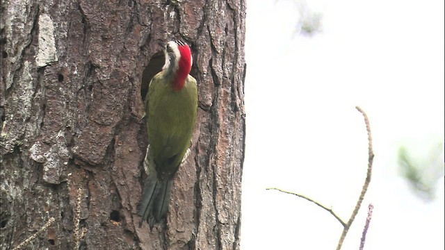 Cuban Green Woodpecker - ML461523
