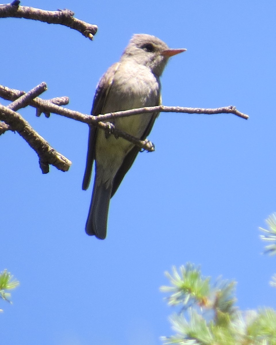Greater Pewee - ML461523451