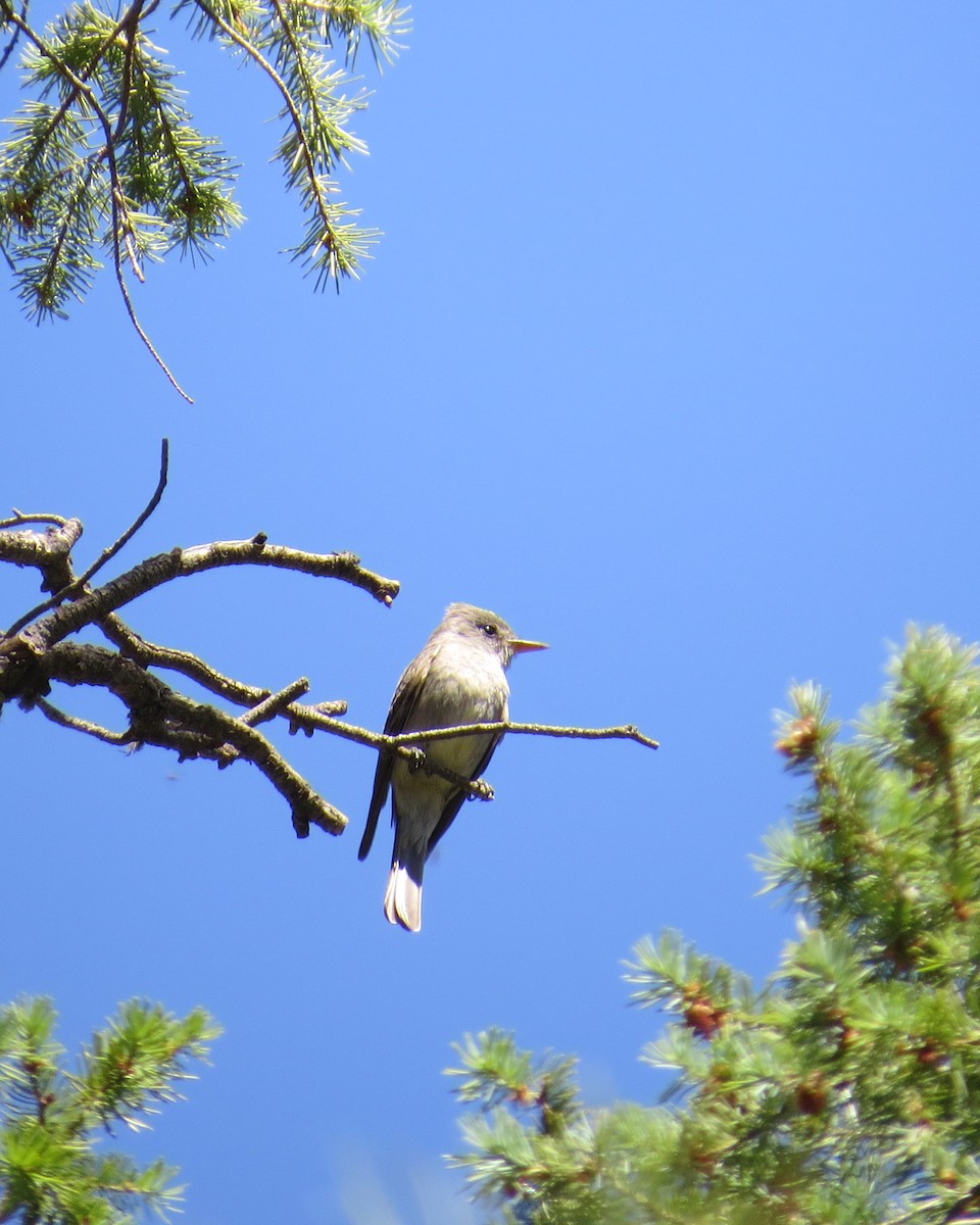 Greater Pewee - ML461523461