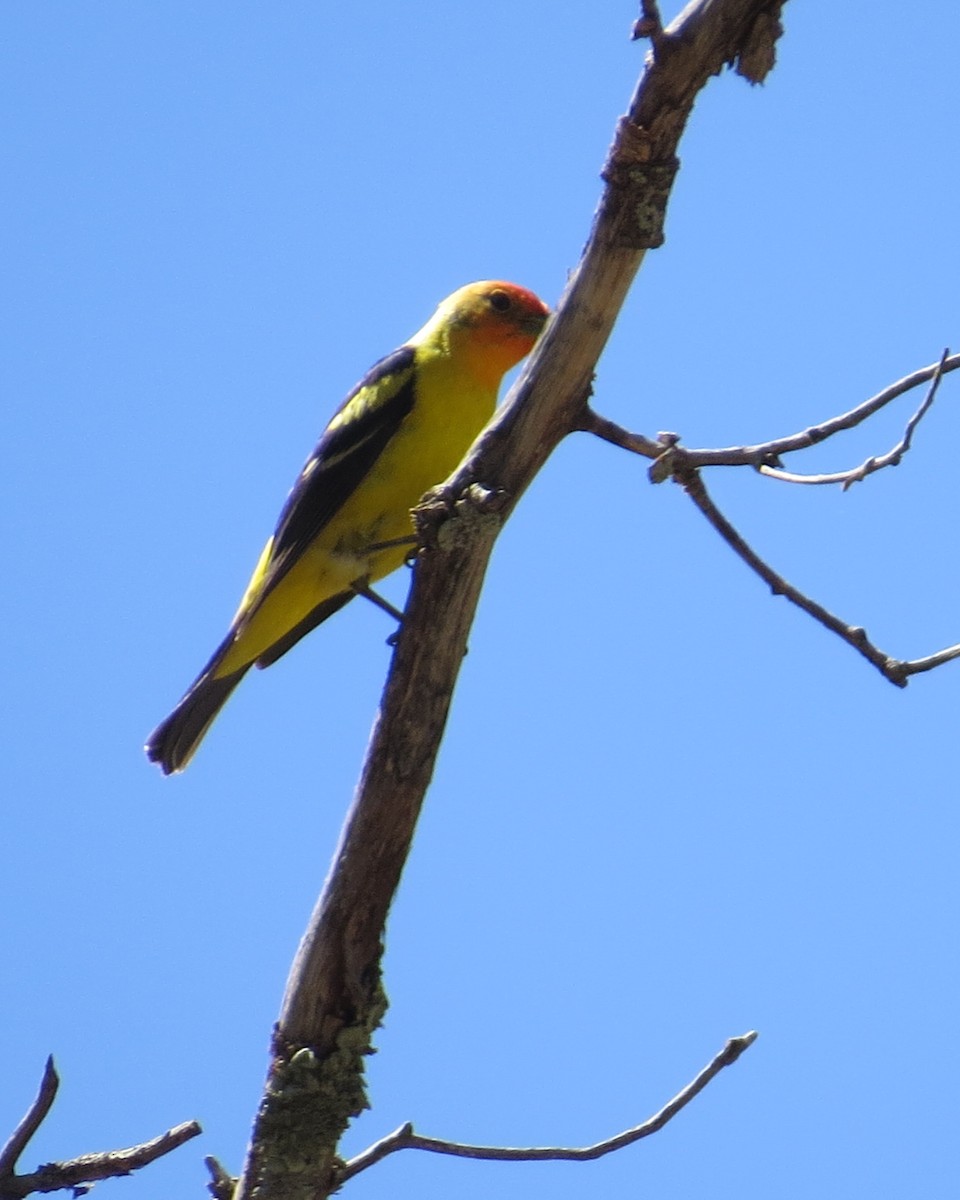 Western Tanager - ML461523841