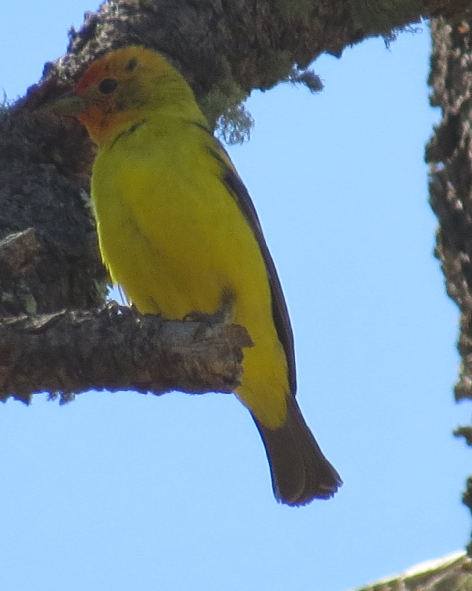Western Tanager - ML461523851