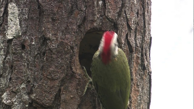 Cuban Green Woodpecker - ML461528