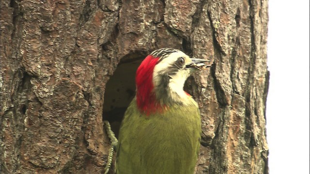Cuban Green Woodpecker - ML461532