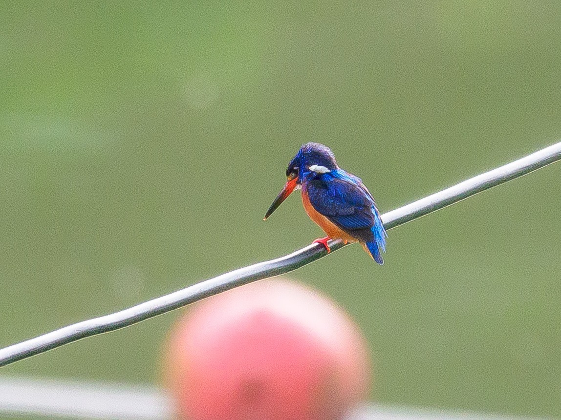 Blue-eared Kingfisher - ML461533341