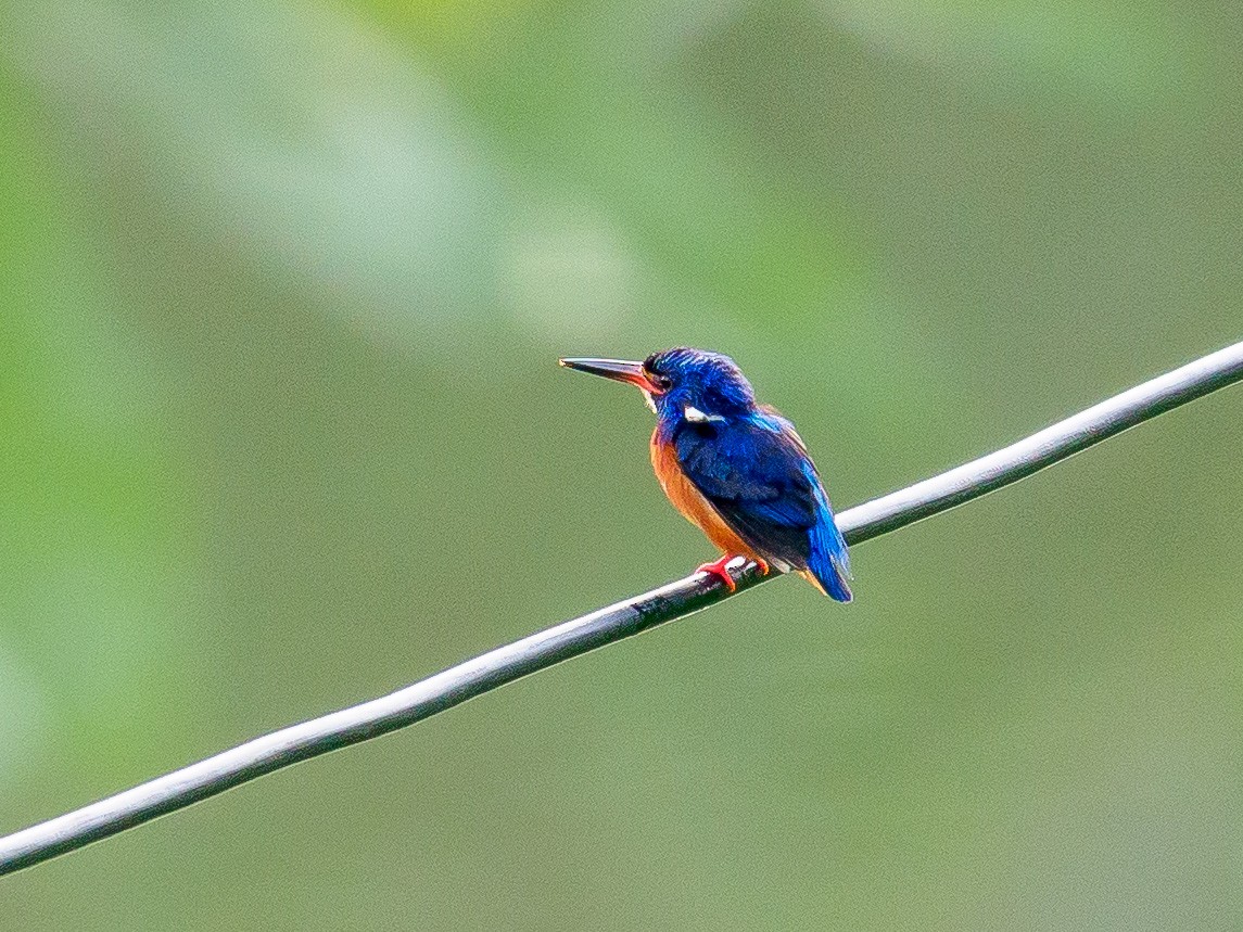 Blue-eared Kingfisher - ML461533351