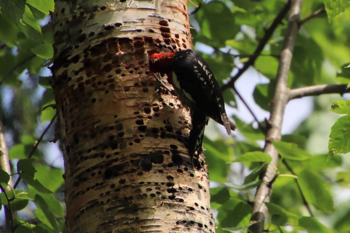 Red-breasted Sapsucker - ML461533511