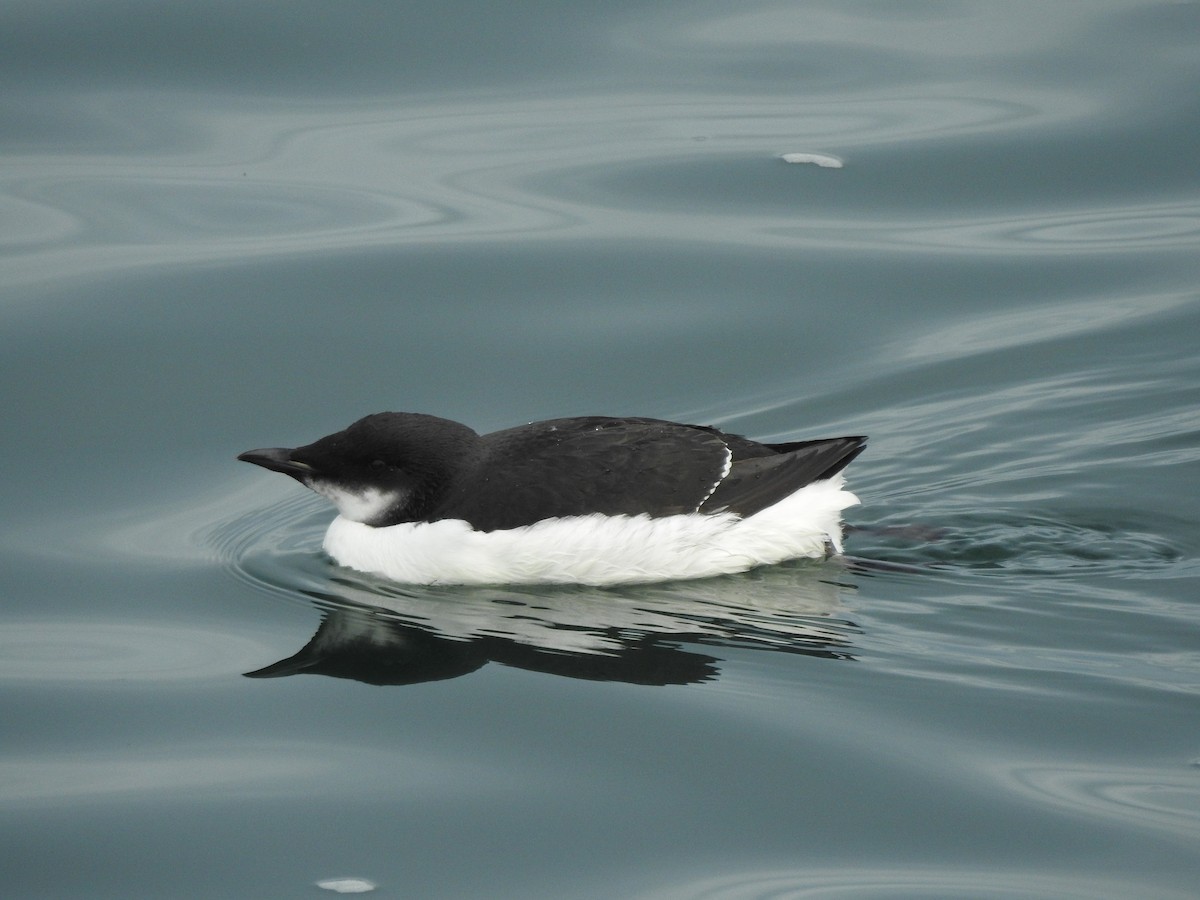 Thick-billed Murre - ML46153361