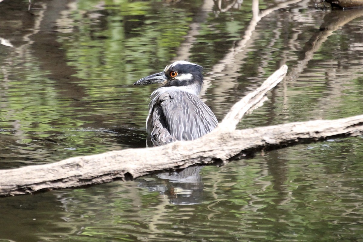Yellow-crowned Night Heron - Ron and Tracy George-Snyder