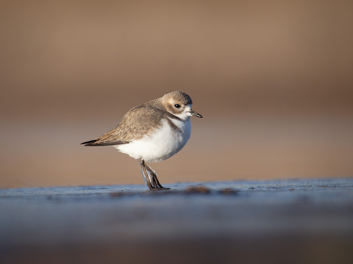Two-banded Plover - Martín  Perez
