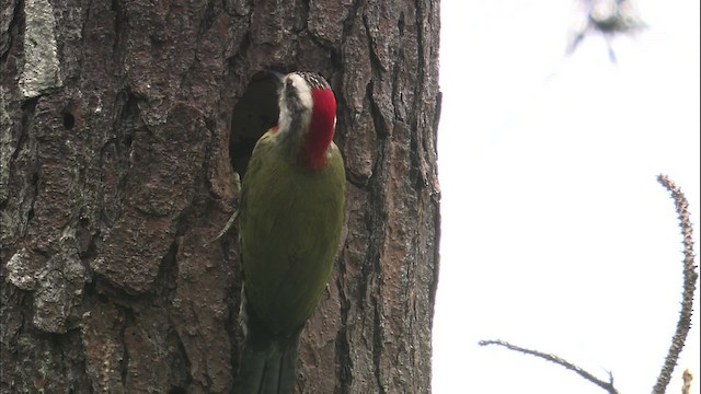 Cuban Green Woodpecker - ML461537