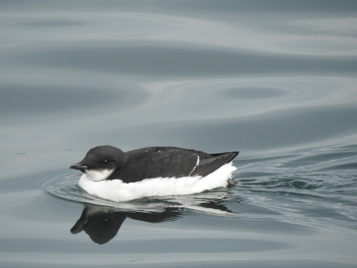Thick-billed Murre - ML46153771